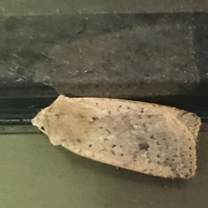 Diarsia intermixta at Phillip, ACT - 24 Jun 2021 07:50 AM