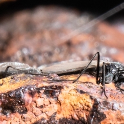 Chironomidae (family) (Non-biting Midge) at Aranda Bushland - 8 Jul 2021 by Roger