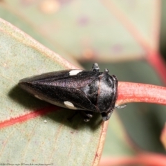 Eurymela distincta (Gumtree leafhopper) at Holt, ACT - 8 Jul 2021 by Roger