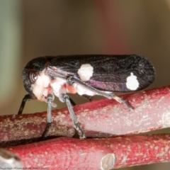 Eurymela distincta at Holt, ACT - 8 Jul 2021