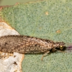 Micromus tasmaniae (Tasmanian Brown Lacewing) at Holt, ACT - 8 Jul 2021 by Roger