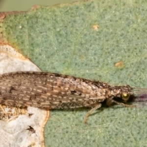 Micromus tasmaniae at Holt, ACT - 8 Jul 2021