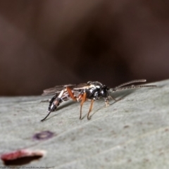 Unidentified Parasitic wasp (numerous families) at Holt, ACT - 8 Jul 2021 by Roger