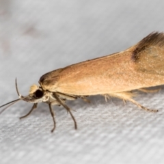 Delexocha ochrocausta (A concealer moth) at Melba, ACT - 13 Nov 2018 by Bron
