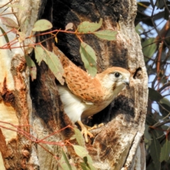 Falco cenchroides (Nankeen Kestrel) at Kambah, ACT - 8 Jul 2021 by HelenCross