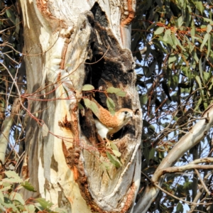 Falco cenchroides at Kambah, ACT - 8 Jul 2021