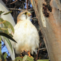 Falco cenchroides at Kambah, ACT - 8 Jul 2021