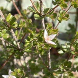 Boronia algida at Paddys River, ACT - 8 Jul 2021