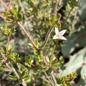 Boronia algida at Paddys River, ACT - suppressed