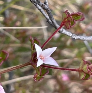 Boronia algida at Paddys River, ACT - suppressed