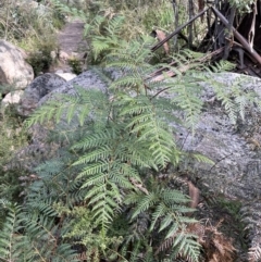 Pteridium esculentum (Bracken) at Paddys River, ACT - 8 Jul 2021 by JaneR