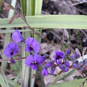 Hardenbergia violacea at Paddys River, ACT - 8 Jul 2021 01:52 PM