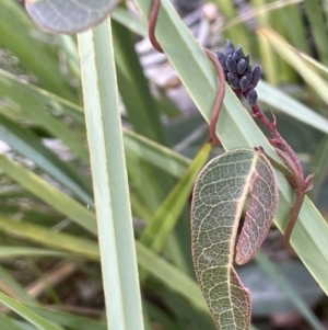 Hardenbergia violacea at Paddys River, ACT - 8 Jul 2021 01:52 PM