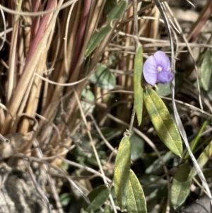 Hovea heterophylla at Paddys River, ACT - 8 Jul 2021 01:56 PM