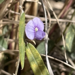 Hovea heterophylla at Paddys River, ACT - 8 Jul 2021