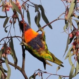 Trichoglossus moluccanus at Kambah, ACT - 8 Jul 2021