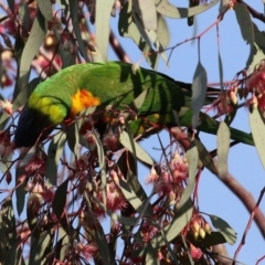 Trichoglossus moluccanus at Kambah, ACT - 8 Jul 2021