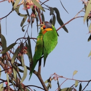 Trichoglossus moluccanus at Kambah, ACT - 8 Jul 2021