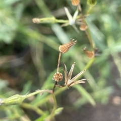 Senecio hispidulus (Hill Fireweed) at Paddys River, ACT - 8 Jul 2021 by JaneR