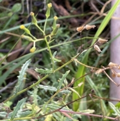 Senecio hispidulus at Paddys River, ACT - 8 Jul 2021 01:37 PM