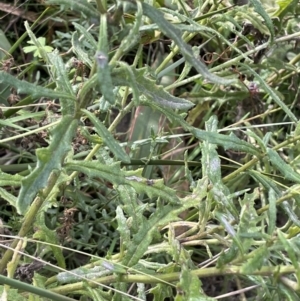 Senecio hispidulus at Paddys River, ACT - 8 Jul 2021 01:37 PM