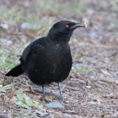 Corcorax melanorhamphos (White-winged Chough) at Wanniassa, ACT - 8 Jul 2021 by RodDeb