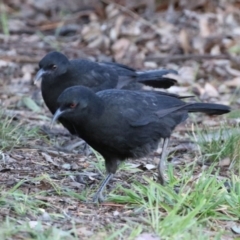 Corcorax melanorhamphos at Wanniassa, ACT - 8 Jul 2021