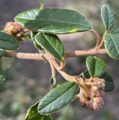 Pomaderris betulina subsp. actensis at Paddys River, ACT - 8 Jul 2021