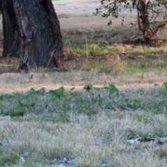 Polytelis swainsonii at Wanniassa, ACT - 8 Jul 2021