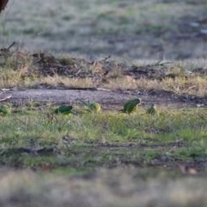 Polytelis swainsonii at Wanniassa, ACT - 8 Jul 2021