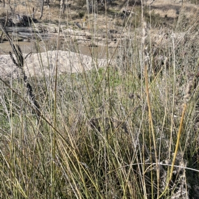 Carex tereticaulis (Poongort) at Paddys River, ACT - 8 Jul 2021 by JaneR