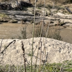 Carex tereticaulis at Paddys River, ACT - 8 Jul 2021