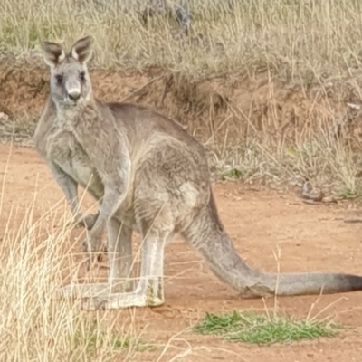 Macropus giganteus (Eastern Grey Kangaroo) at Mount Painter - 13 Jun 2021 by drakes