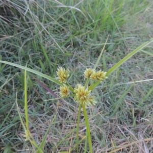 Cyperus eragrostis at Bonython, ACT - 4 Apr 2021