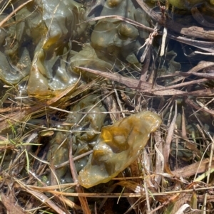 Nostoc sp. (genus) at Bungendore, NSW - 5 Jul 2021