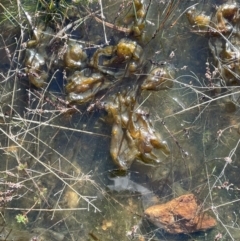 Nostoc sp. (genus) at Bungendore, NSW - 5 Jul 2021