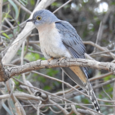 Cacomantis flabelliformis (Fan-tailed Cuckoo) at ANBG - 9 Jul 2021 by HelenCross