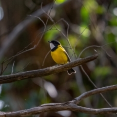 Pachycephala pectoralis (Golden Whistler) at Uriarra, NSW - 8 Jul 2021 by trevsci