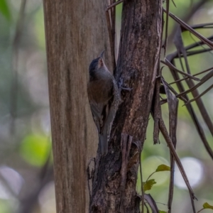 Climacteris erythrops at Uriarra, NSW - 8 Jul 2021 12:04 PM