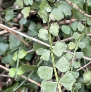 Asplenium flabellifolium at Majura, ACT - 9 Jul 2021