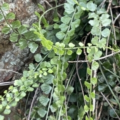 Asplenium flabellifolium at Majura, ACT - 9 Jul 2021 03:11 PM