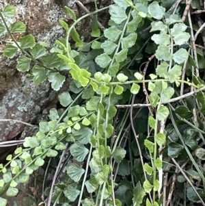 Asplenium flabellifolium at Majura, ACT - 9 Jul 2021