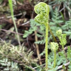 Cheilanthes austrotenuifolia (Rock Fern) at Majura, ACT - 9 Jul 2021 by JaneR