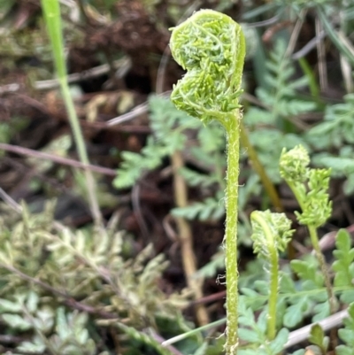 Cheilanthes austrotenuifolia (Rock Fern) at Majura, ACT - 9 Jul 2021 by JaneR