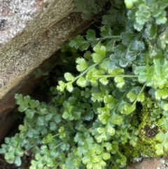 Asplenium subglandulosum (Blanket Fern) at Majura, ACT - 9 Jul 2021 by JaneR