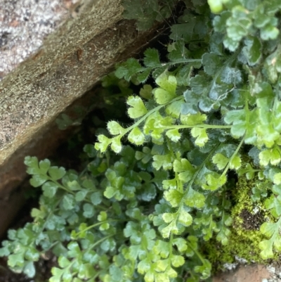 Asplenium subglandulosum (Blanket Fern) at Majura, ACT - 9 Jul 2021 by JaneR