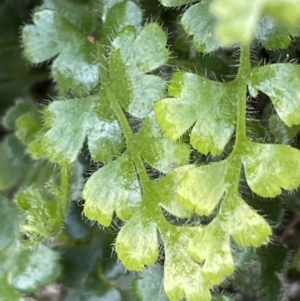 Asplenium subglandulosum at Majura, ACT - 9 Jul 2021