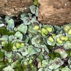 Plagiochasma rupestre (A liverwort) at Majura, ACT - 9 Jul 2021 by JaneR