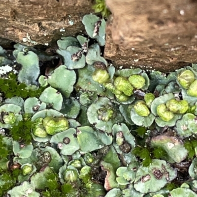 Plagiochasma rupestre (A liverwort) at Majura, ACT - 9 Jul 2021 by JaneR