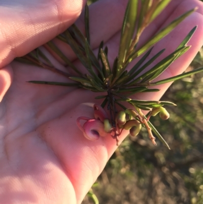 Grevillea rosmarinifolia subsp. rosmarinifolia (Rosemary Grevillea) at Hughes, ACT - 28 Jun 2021 by Tapirlord